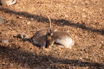 A beautiful sika deer is resting in the forest in autumn.