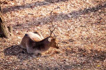 A beautiful sika deer is resting in the forest in autumn.