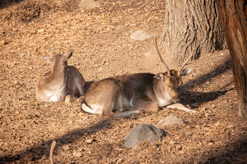 A beautiful sika deer is resting in the forest in autumn.