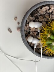 Headphones and cactus