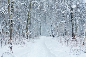 Winter path in a birch forest. Beautiful winter landscape in a blizzard