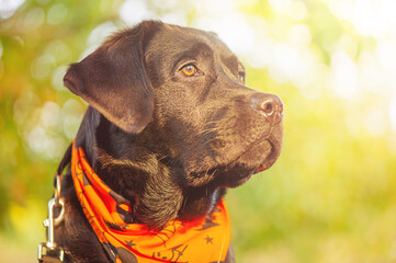 Labrador retriever in an orange bandana for Halloween. Dog on a leash.