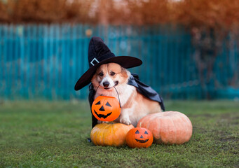 funny corgi dog in a black hat and raincoat sits among orange Halloween pumpkins in the autumn...