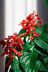 Close view of Salvia flowers with lush green leaves. The bright red petals are brightly lit by the sun's rays through the window. The plant is indoors against a light wall with shadows and silhouettes