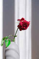 A red withered rose is in a vase on a light background, lit by natural light from the window. A symbol of fading beauty, passing love, sadness, aging.