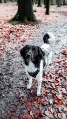 stabyhoun in the forest with autumn leaves