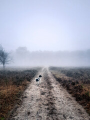 forest path in the mist with a dog