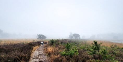 misty morning in the field with a dog