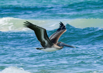 pelican in flight