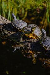 turtles on a log