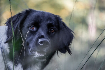 stabyhoun dog portrait through the grass
