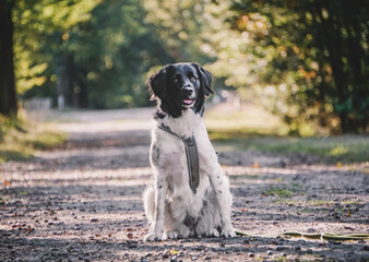 sitting stabyhoun in the forest