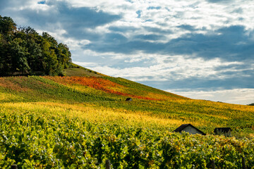 Weinberg mit Südhang im Herbst