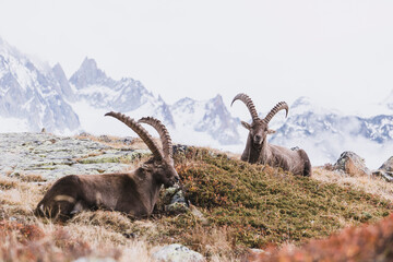 two ibex on grassy slope in alpine landscape - obrazy, fototapety, plakaty