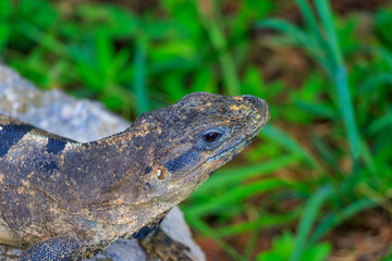 lizard on a rock