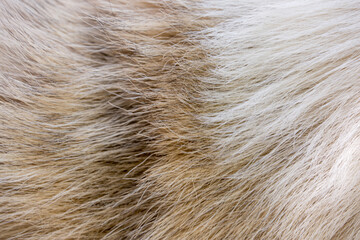 Beautiful spotted fur close-up. Texture of brown animal wool. Dog fur.