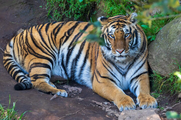 Fototapeta na wymiar Lying tiger