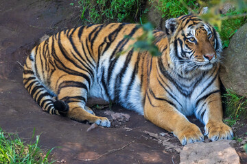 Plakat tiger in the zoo