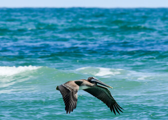pelican in flight