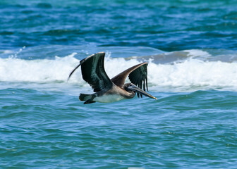 Pelican flying
