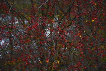 Plants in bright autumn colors. 