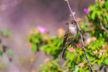 Willow flycatcher