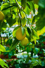 fresh lemons on the branch