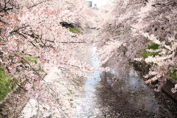 桜５