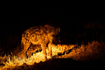 A spotted hyena (Crocuta crocuta) at night, Sabi Sands Game Reserve, South Africa. - obrazy, fototapety, plakaty