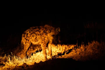Foto op Plexiglas Een gevlekte hyena (Crocuta crocuta) & 39 s nachts, Sabi Sands Game Reserve, Zuid-Afrika. © Gunter