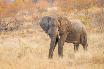 Fototapeta premium Elephant (Loxodonta africana) in beautiful morning light, Sabi Sands Game Reserve, South Africa.