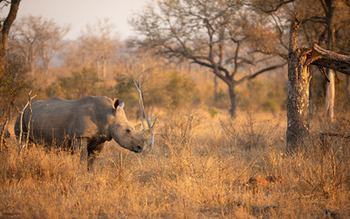 Obraz premium White female rhinoceros (Ceratotherium simum) in beautiful morning light, Sabi Sands Game Reserve, South Africa.