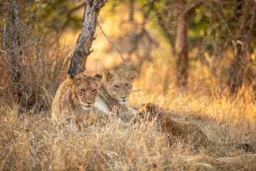 A lion pride ( Panthera Leo) resting near a river, Sabi Sands Game Reserve, South Africa.