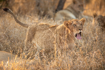 A lion cub ( Panthera Leo) yawning, Sabi Sands Game Reserve, South Africa.