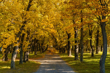 small country road leading into endless golden autumn forest