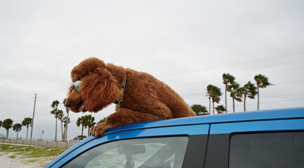 Giant poodle wearing glasses sticking its head from the car's roof