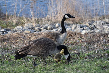 Canadian Geese (Branta canadensis) with young goslings on green grass in spring