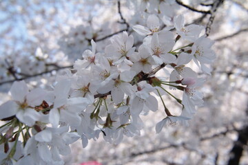 桜