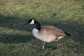 Canadian Goose (Branta canadensis) looking straight on to camera with natural background