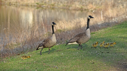 Canadian Geese (Branta canadensis) with young goslings on green grass in spring