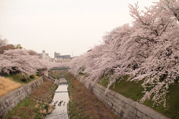 Fototapeta premium 桜16