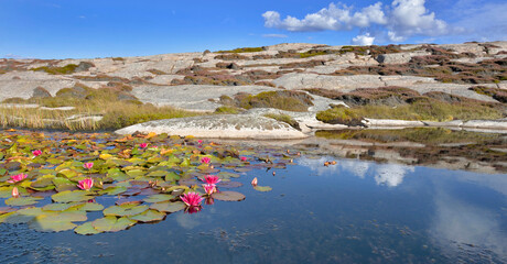  pink water lily flowers blooming in a pond in rocky coast in Sweden