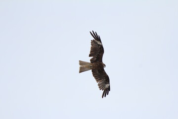 Obraz premium トンビ