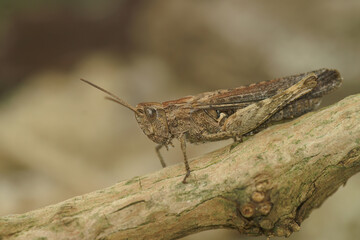 Closeup on an adult European Bow-winged grasshopper, Chorthippus biguttulus group