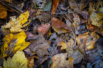 fallen autumn leaves