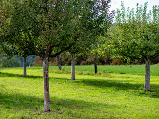 Obraz premium Streuobstwiese