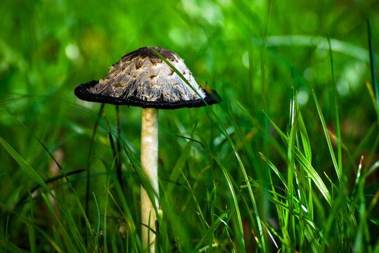 Shaggy Ink Cap