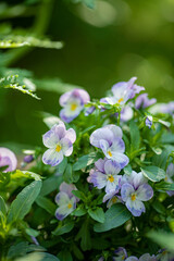 beautiful pansy summer flowers in garden