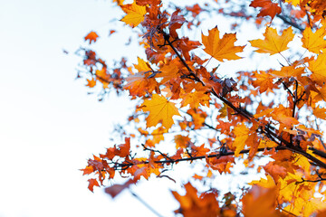 Colorful autumn leaves photo background