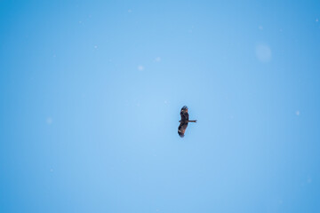 The bird of prey Black Kite flying in blue Sky in winter snowfall